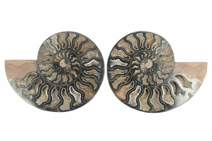 Cut & Polished Ammonite Fossil - Unusual Black Color #244953